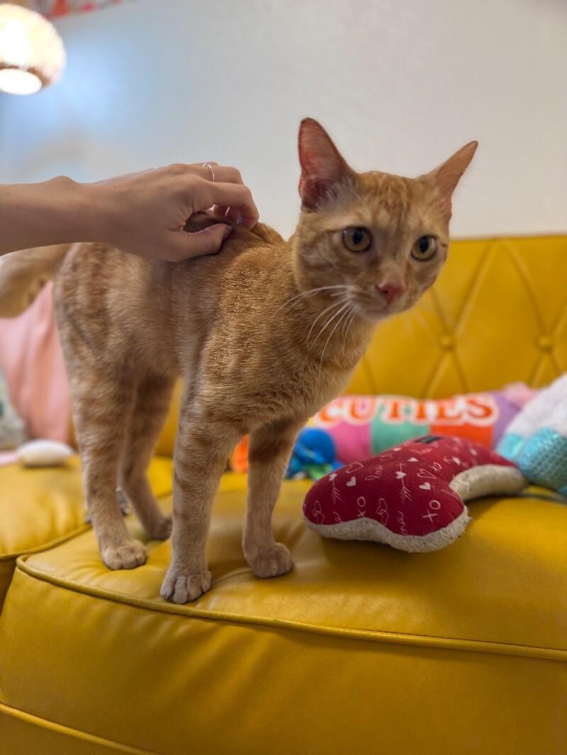 Leo the Lion — thumbnail 4