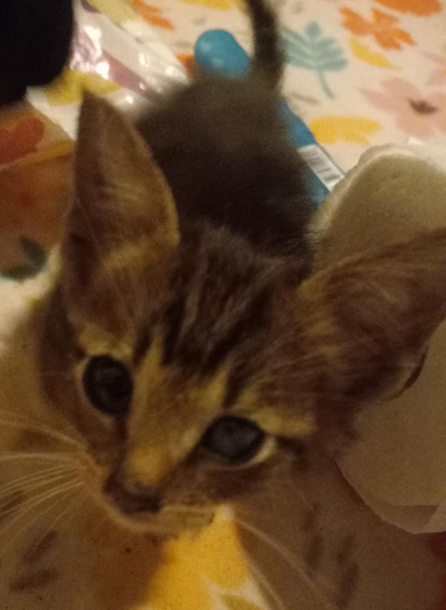 Baby