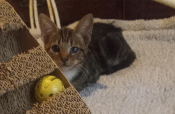 Enlarge Baby, an adoptable Tabby in Huntington Beach, CA image 3/5