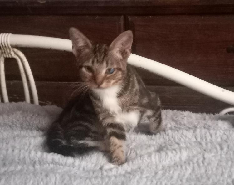 Enlarge Baby, an adoptable Tabby in Huntington Beach, CA image 2/5