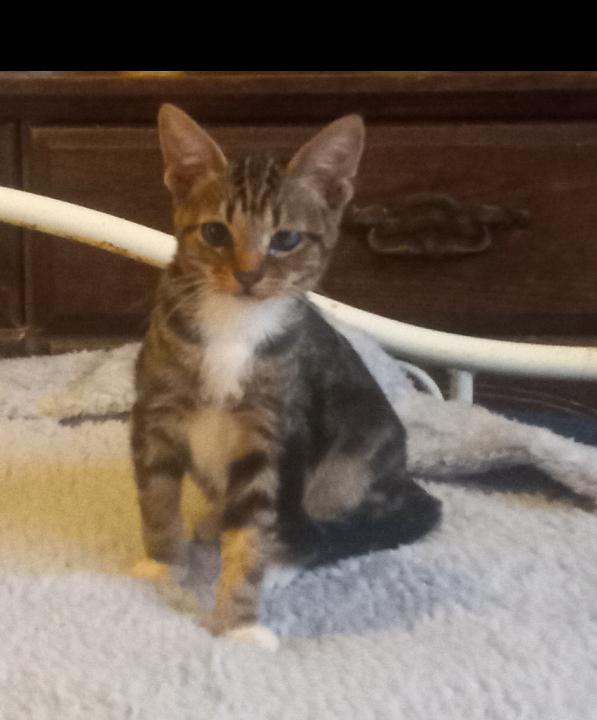 Enlarge Baby, an adoptable Tabby in Huntington Beach, CA image 1/5