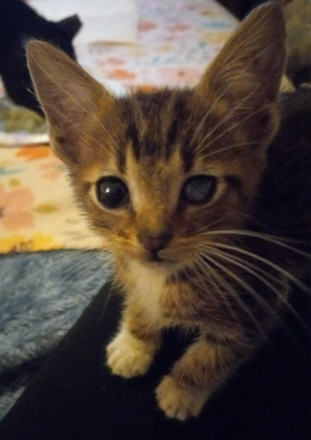 Enlarge Baby, an adoptable Tabby in Huntington Beach, CA image 4/5
