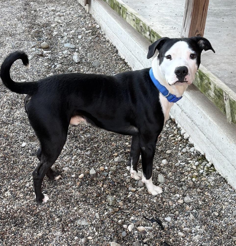 Enlarge SNOOPY, a Adoptable mixed breed in Rochester, IN image 1/2