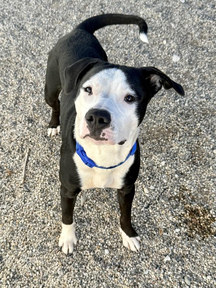 Enlarge SNOOPY, a Adoptable mixed breed in Rochester, IN image 2/2