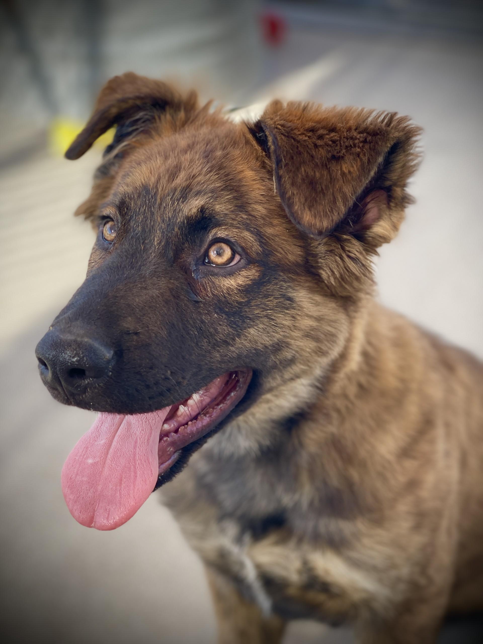 Sampson