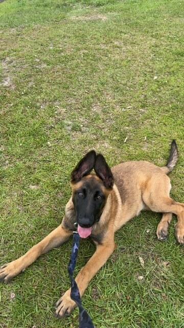 Dezy- Located in Michigan, a Adoptable Belgian Shepherd / Malinois in Imlay City, MI image 2/6