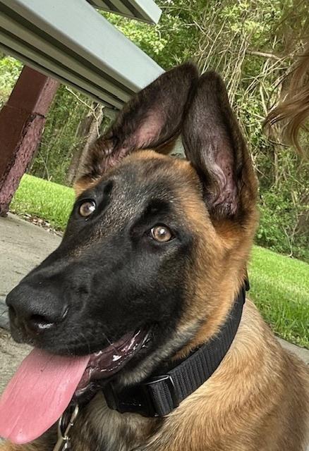 Dezy- Located in Michigan, a Adoptable Belgian Shepherd / Malinois in Imlay City, MI image 3/6