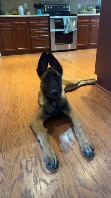 Dezy- Located in Michigan, a Adoptable Belgian Shepherd / Malinois in Imlay City, MI image 4/6