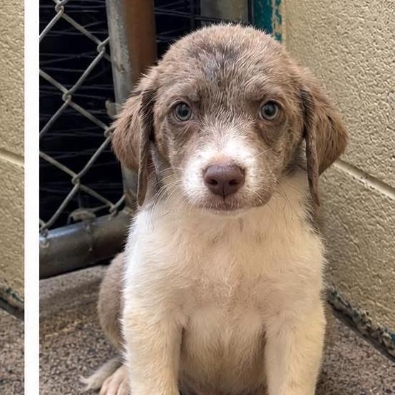 Snickerdoodle, Adoptable, Puppy Male Labrador Retriever.