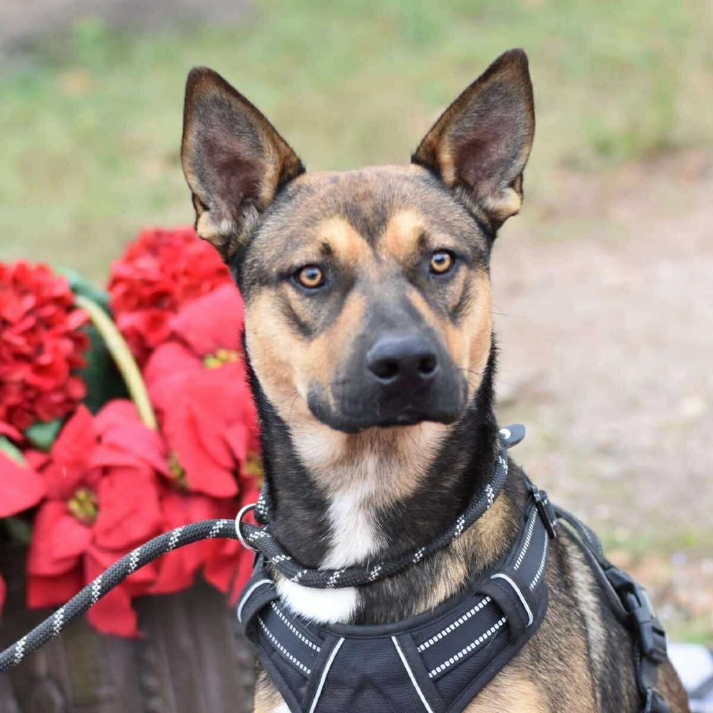 Rocky — thumbnail 4