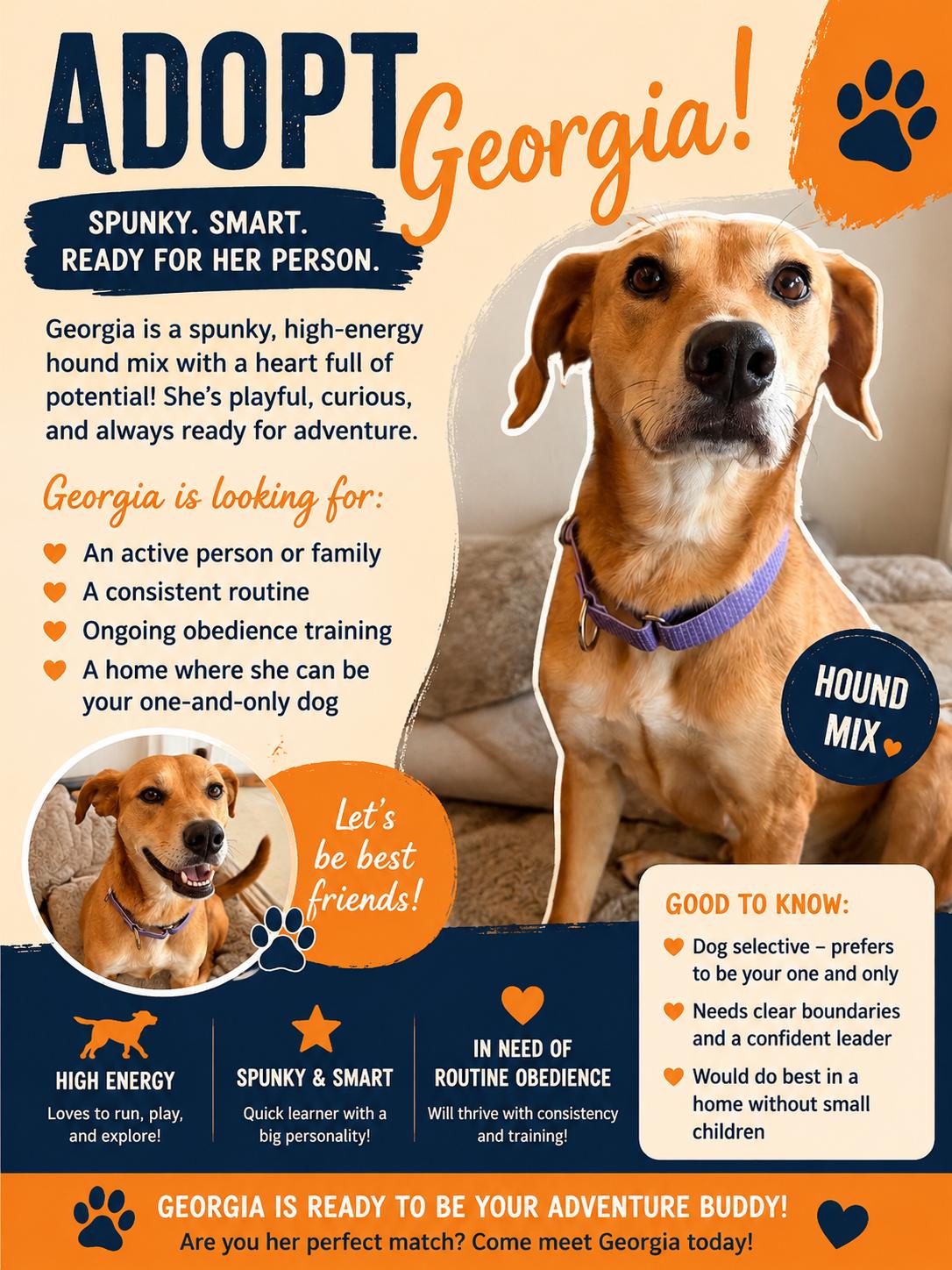 Georgia, ADOPTABLE, Adult Female Coonhound.