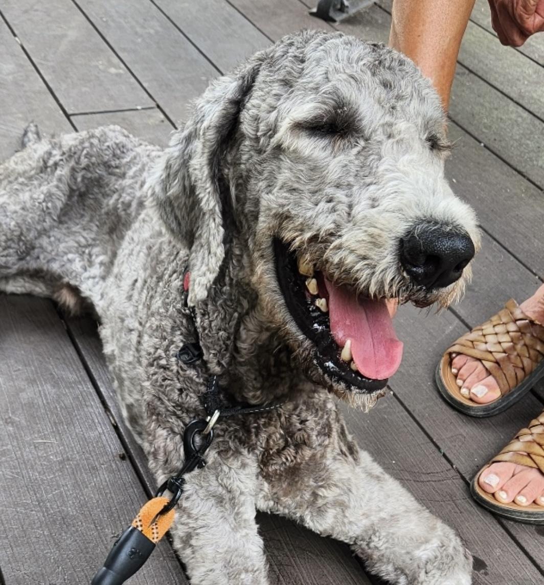 Enlarge Goose, a Adoptable Standard Poodle in La Mirada, CA image 2/5
