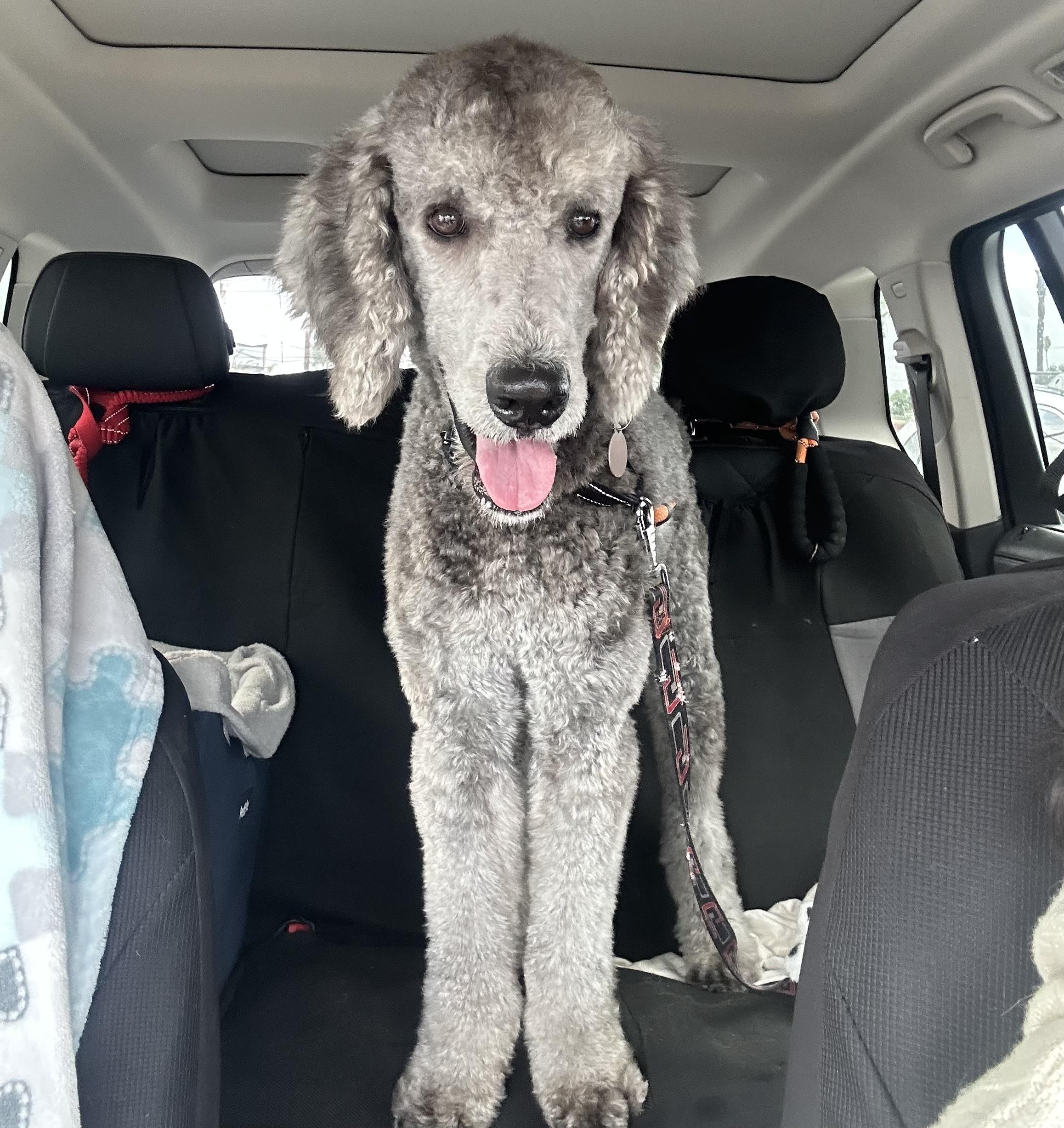 Enlarge Goose, a Adoptable Standard Poodle in La Mirada, CA image 1/5