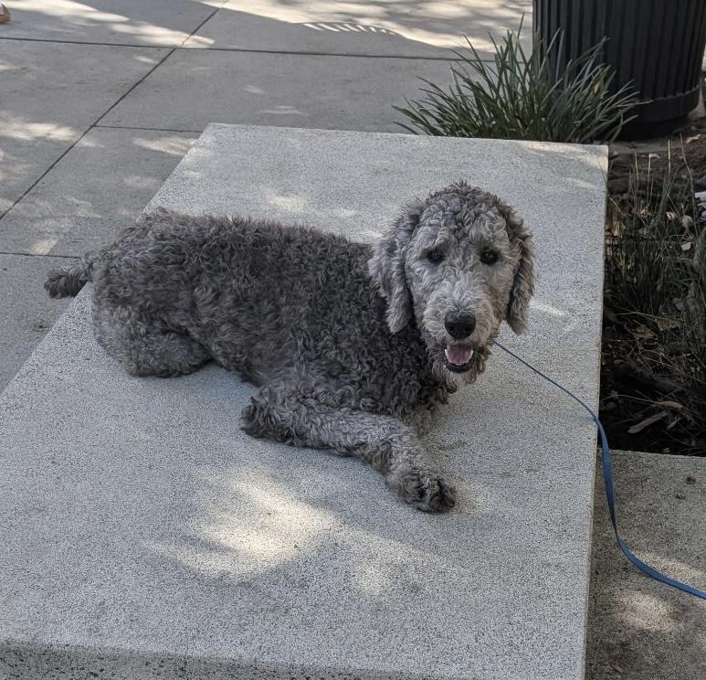 Enlarge Goose, a Adoptable Standard Poodle in La Mirada, CA image 3/5