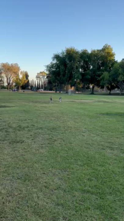 Enlarge Goose, a Adoptable Standard Poodle in La Mirada, CA video 5/5