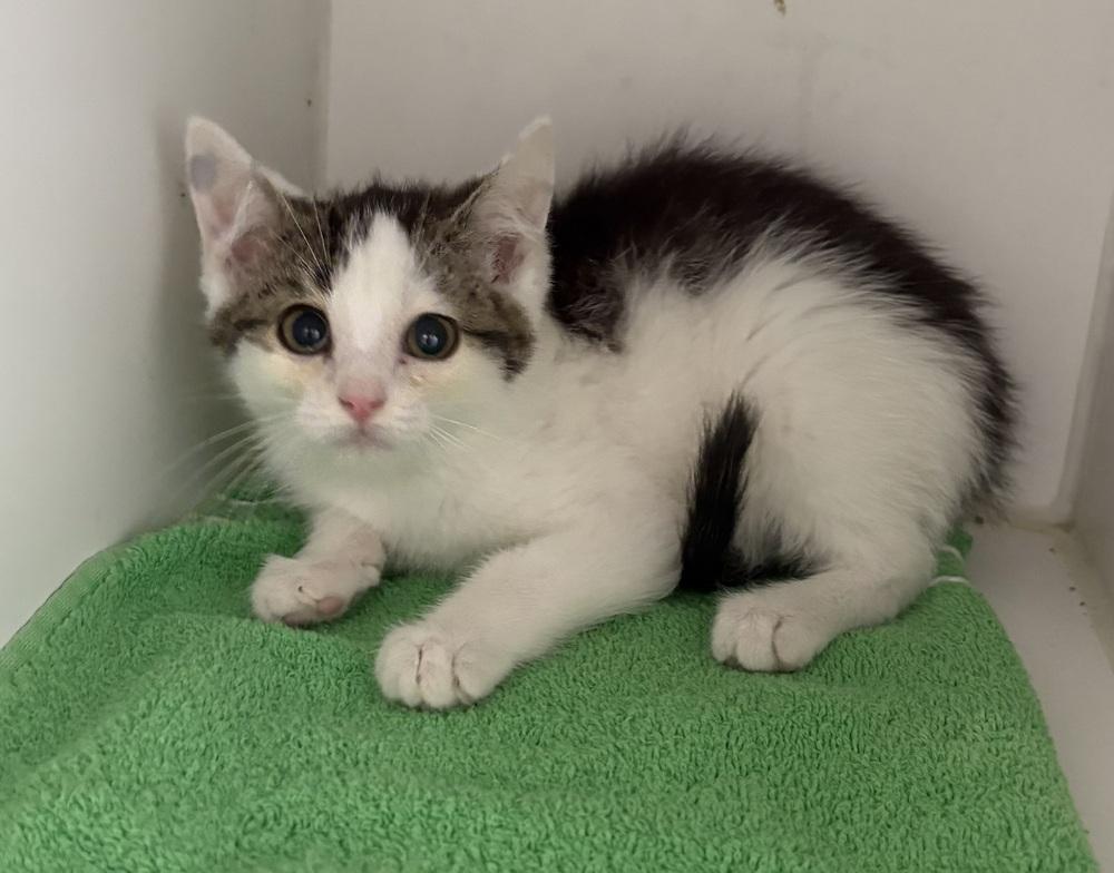 Oscar, Adoptable, Kitten Male Domestic Short Hair.