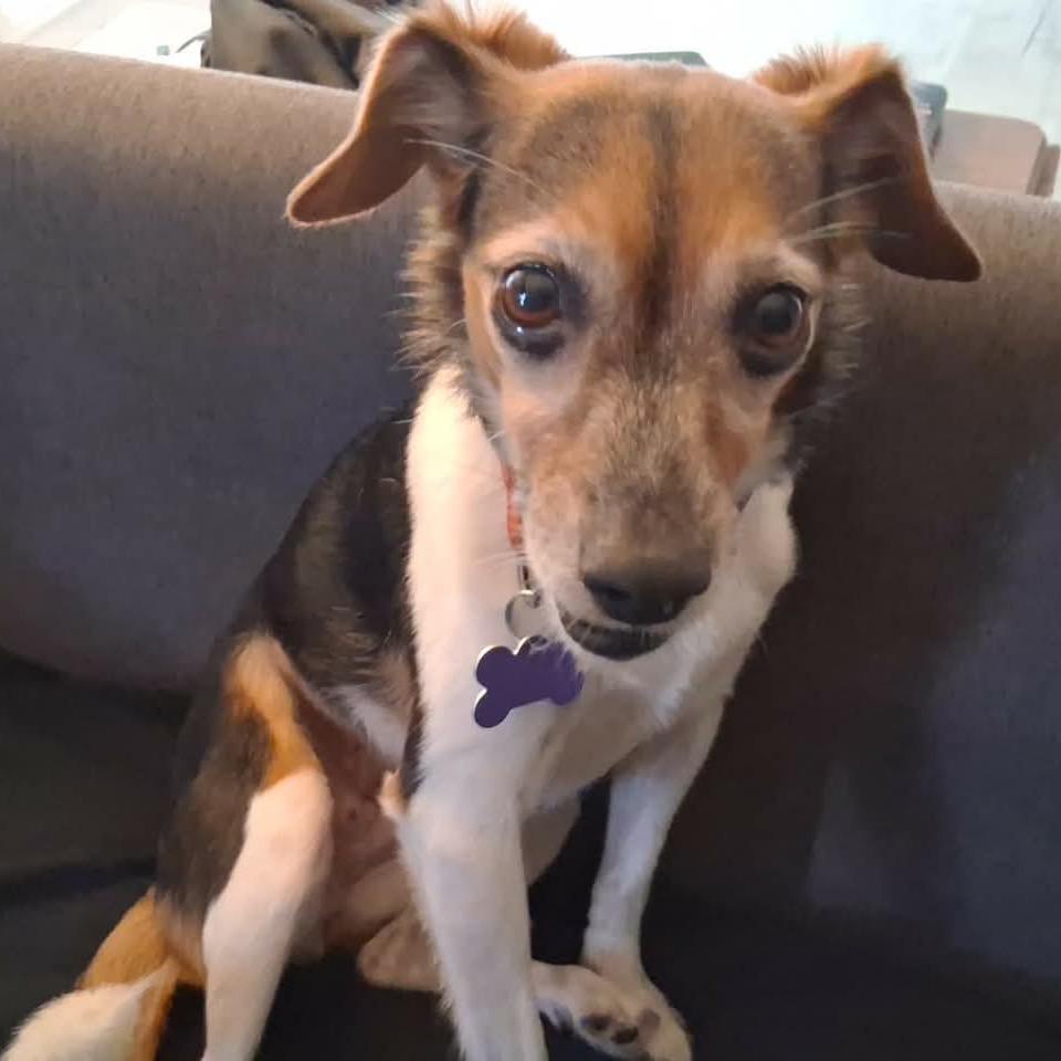 Lola, Adoptable, Adult Female Beagle & Chihuahua.
