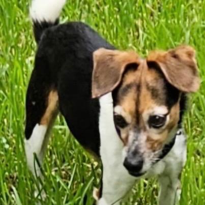 Enlarge Lola, a Adoptable mixed breed in Gulfport, MS image 4/6