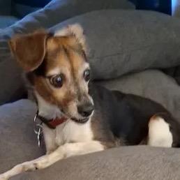 Enlarge Lola, a Adoptable mixed breed in Gulfport, MS image 5/6