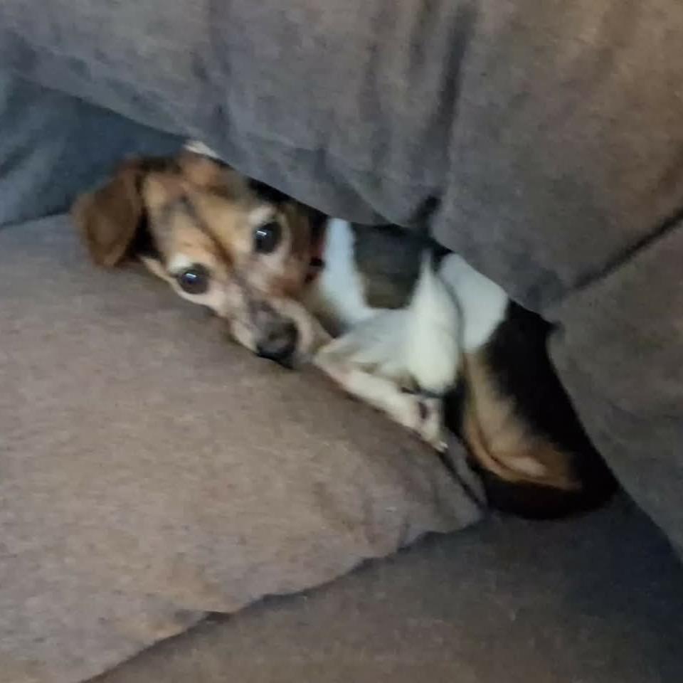 Enlarge Lola, a Adoptable mixed breed in Gulfport, MS image 6/6