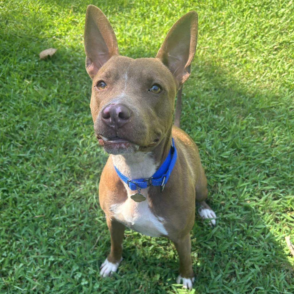 Flo, Adoptable, Adult Female Mixed Breed.