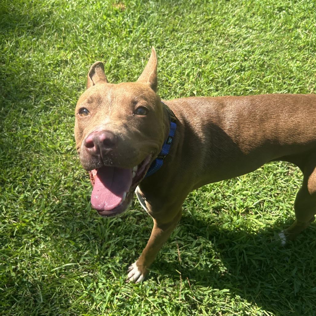 Enlarge Flo, a Adoptable Mixed Breed in Auburn, AL image 2/6