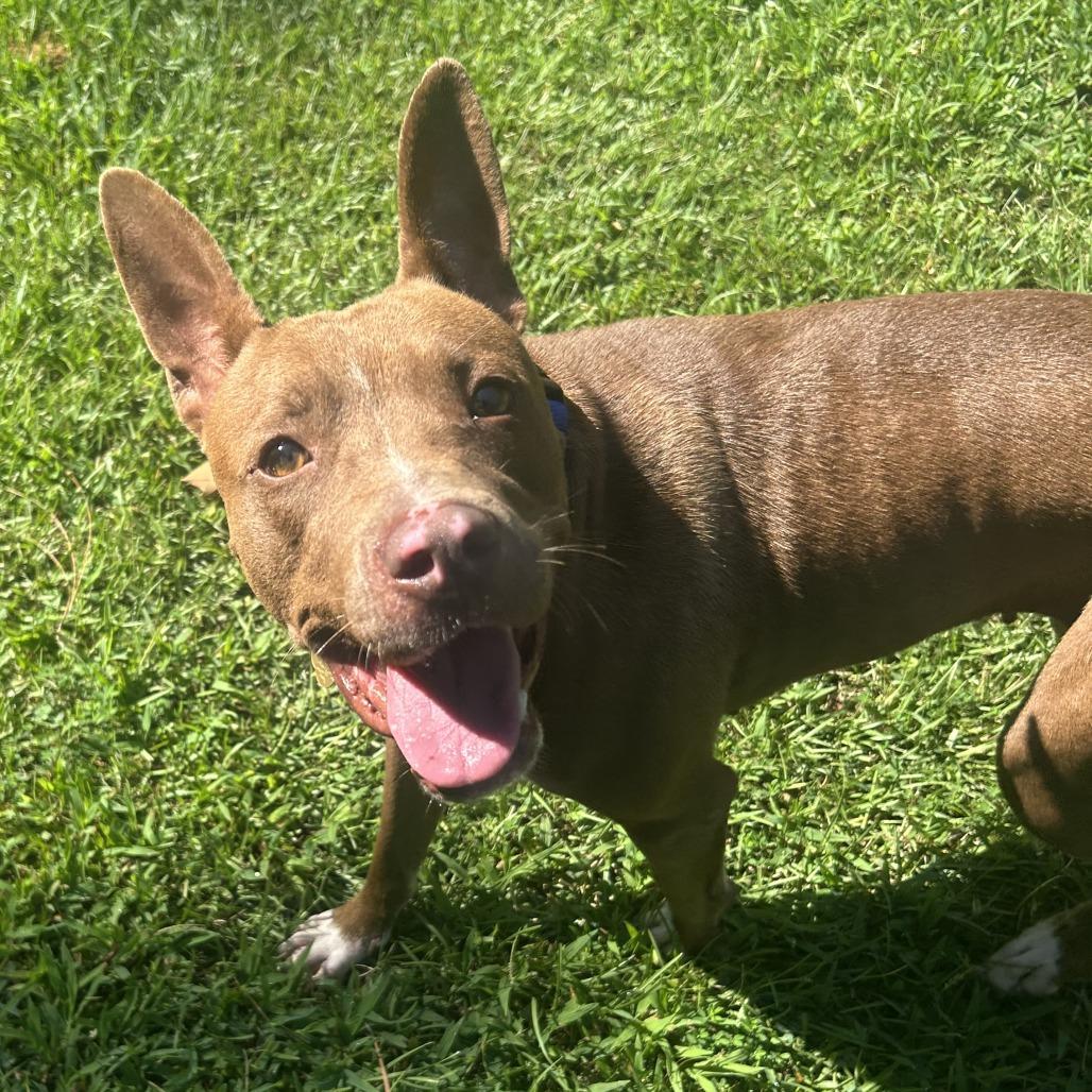 Enlarge Flo, a Adoptable Mixed Breed in Auburn, AL image 3/6