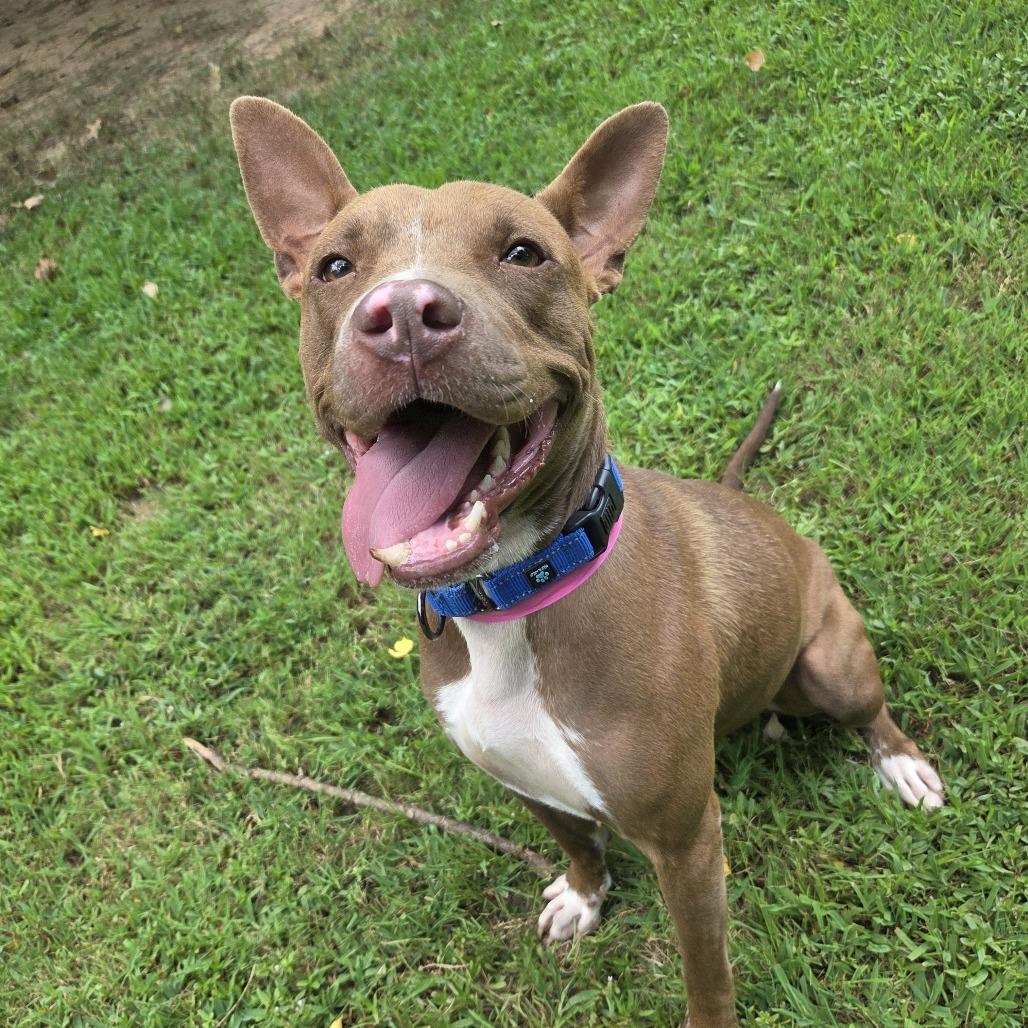 Enlarge Flo, a Adoptable Mixed Breed in Auburn, AL image 4/6