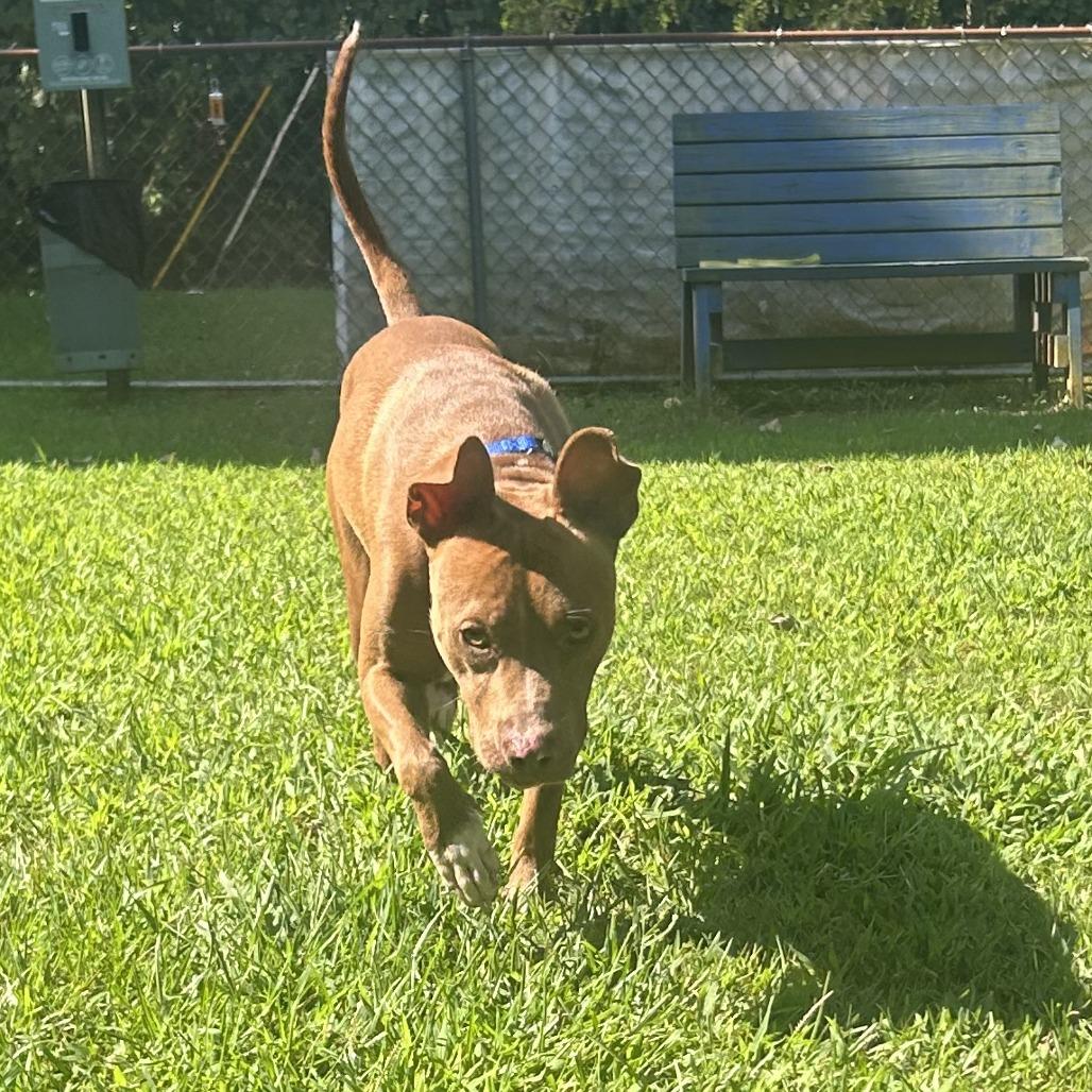 Enlarge Flo, a Adoptable Mixed Breed in Auburn, AL image 5/6