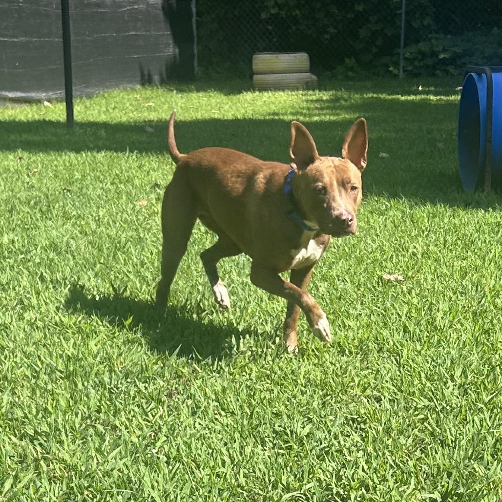 Enlarge Flo, a Adoptable Mixed Breed in Auburn, AL image 6/6