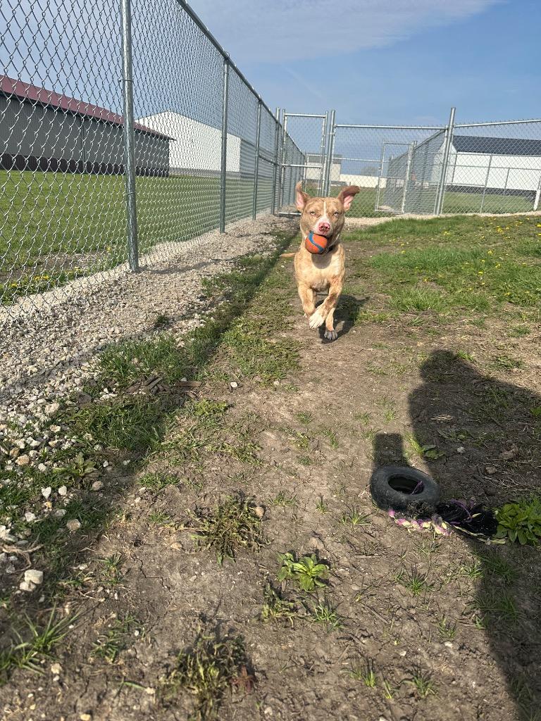 Enlarge Dash, a Adopted mixed breed in Clinton, IL image 3/6