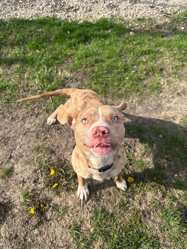 Enlarge Dash, a Adopted mixed breed in Clinton, IL image 4/6