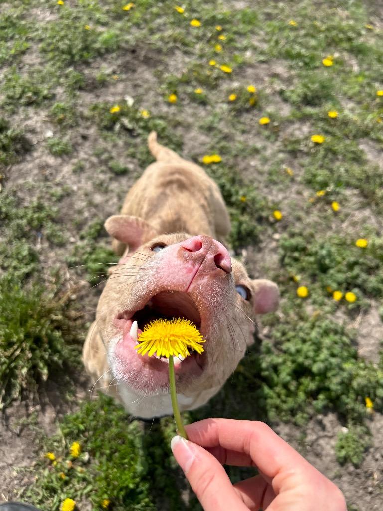 Enlarge Dash, a Adopted mixed breed in Clinton, IL image 5/6