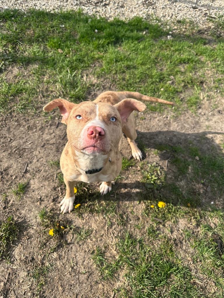 Enlarge Dash, a Adopted mixed breed in Clinton, IL image 6/6