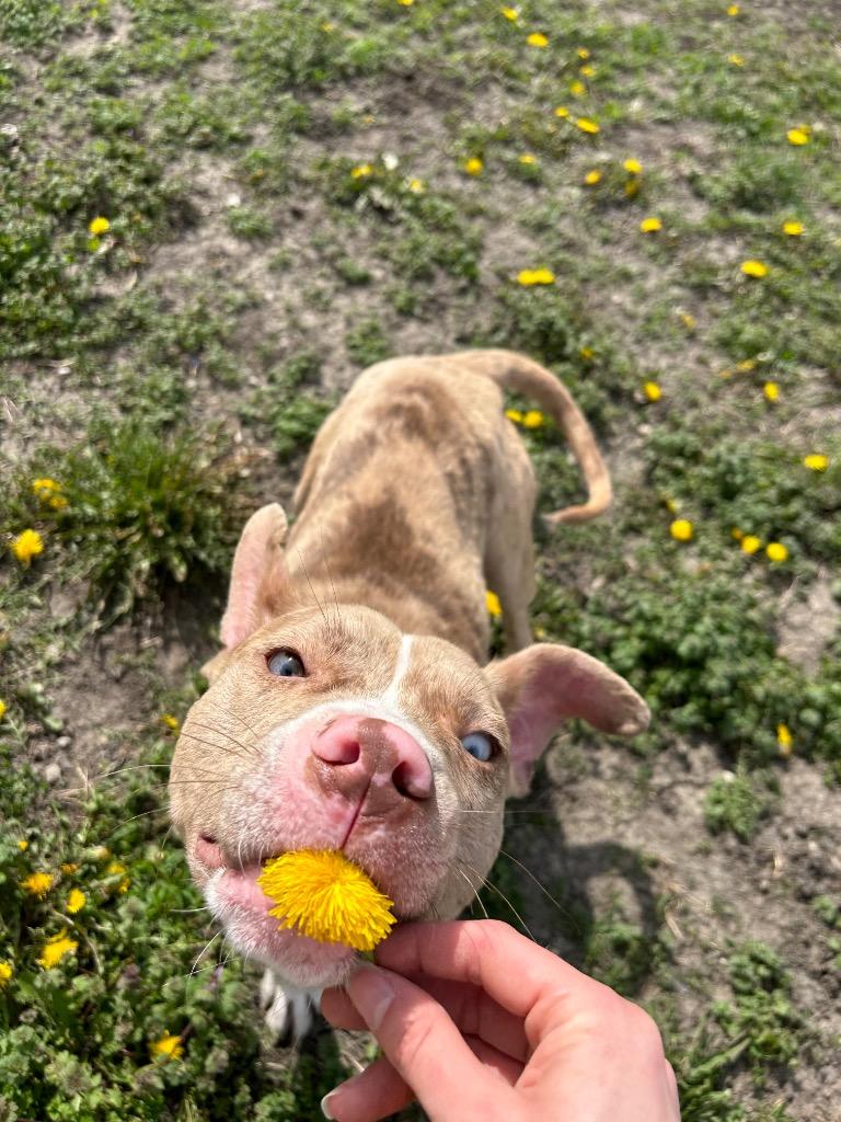 Enlarge Dash, a Adopted mixed breed in Clinton, IL image 1/6