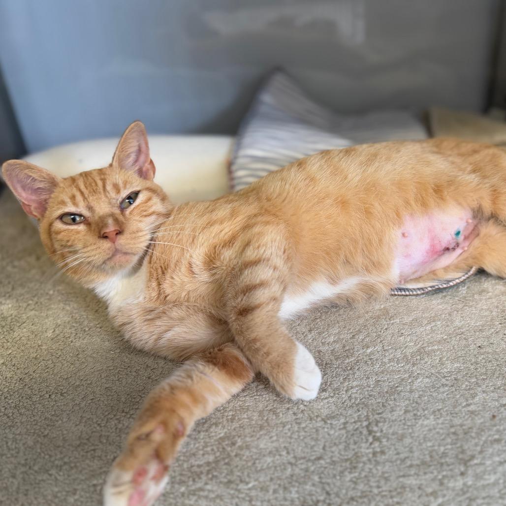 Enlarge Slushie, a Adoptable Domestic Short Hair in Ridgely, MD image 1/6