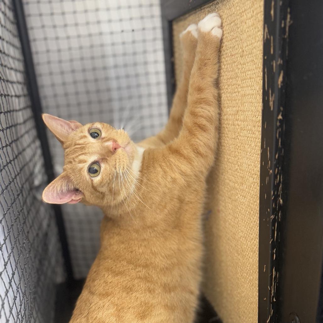 Enlarge Slushie, a Adoptable Domestic Short Hair in Ridgely, MD image 2/6