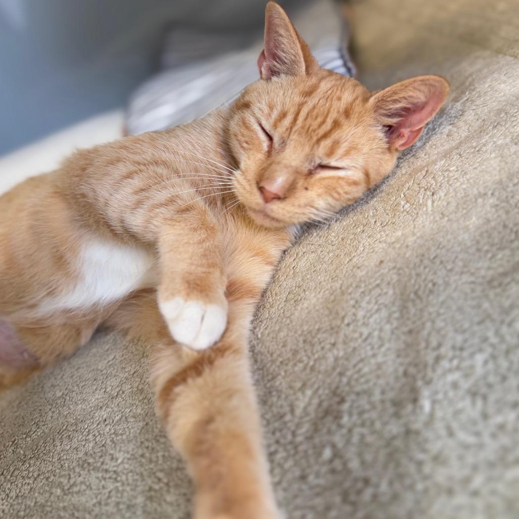 Enlarge Slushie, a Adoptable Domestic Short Hair in Ridgely, MD image 4/6