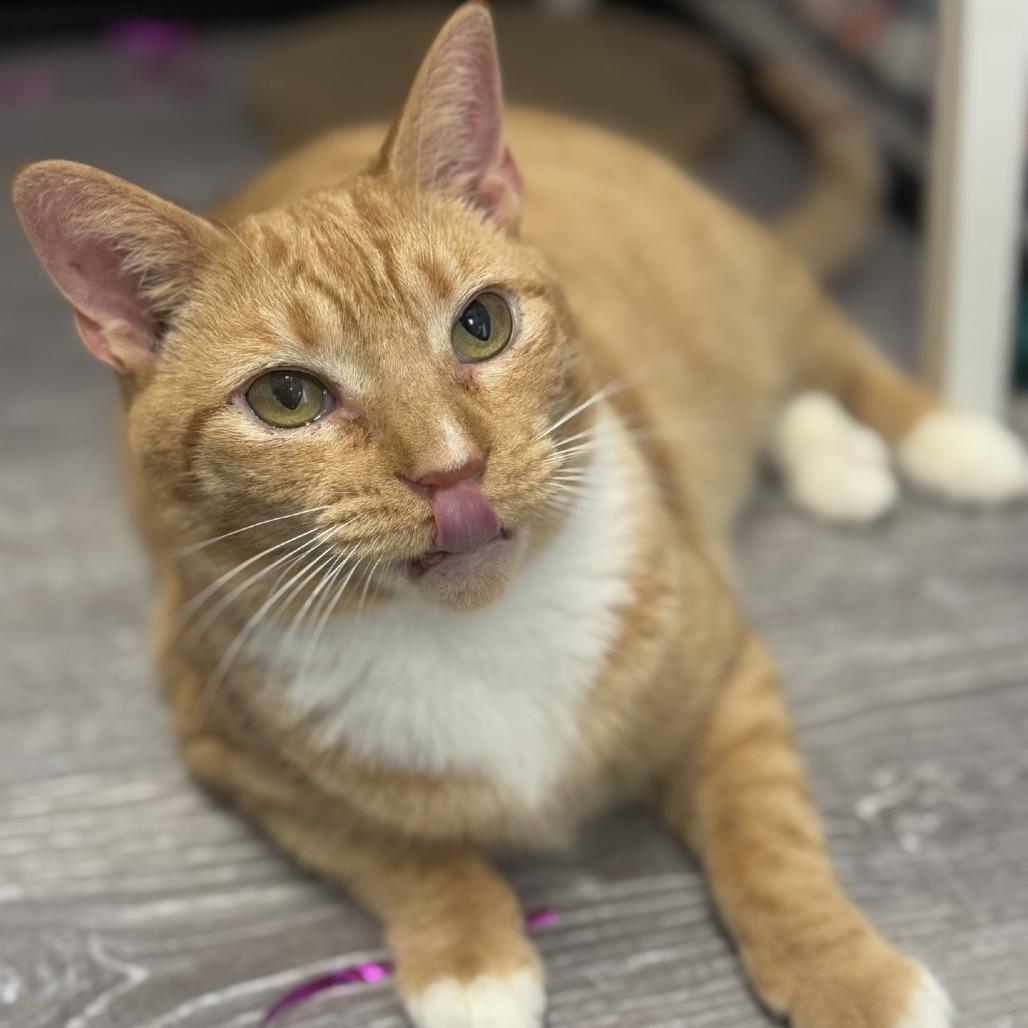 Enlarge Slushie, a Adoptable Domestic Short Hair in Ridgely, MD image 5/6