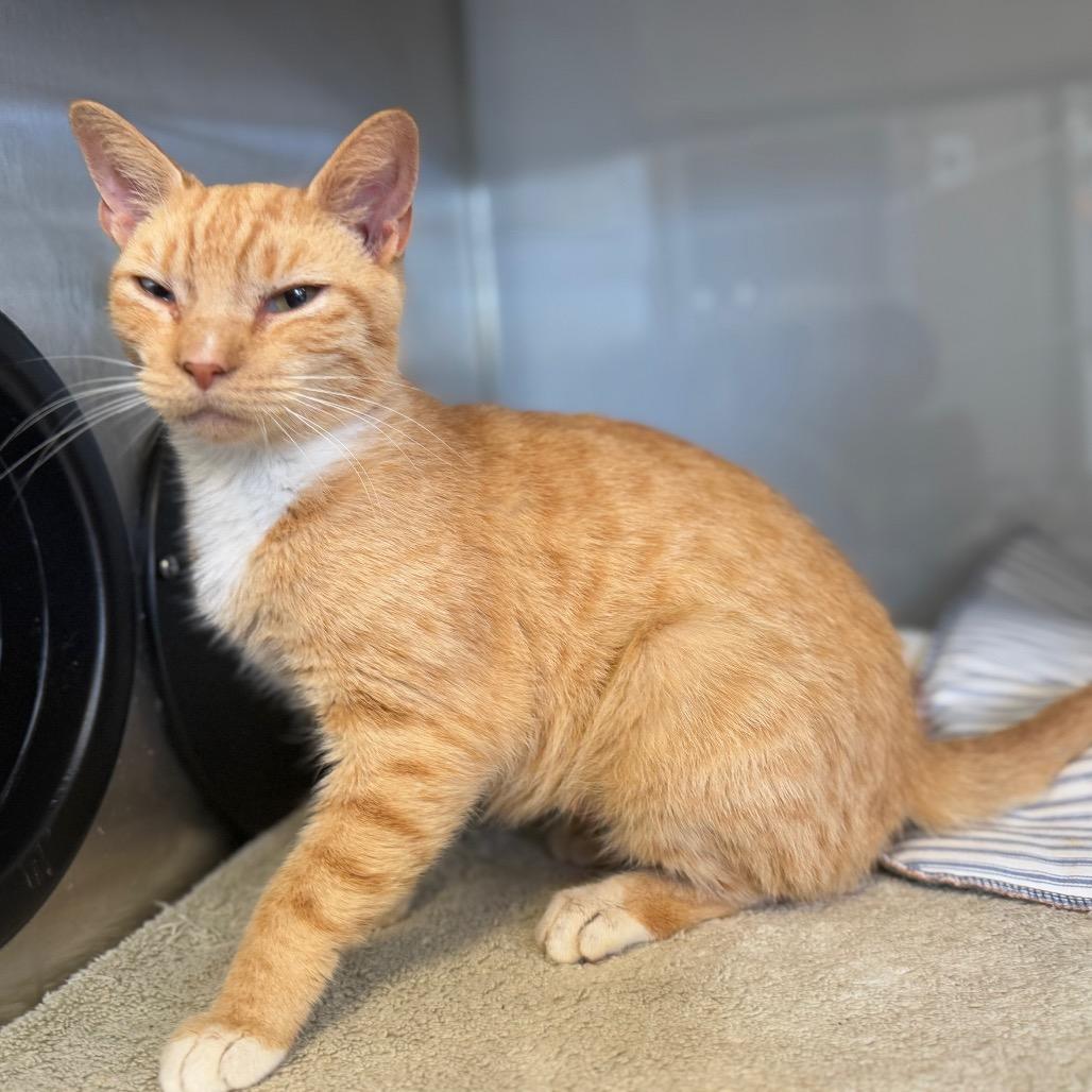 Enlarge Slushie, a Adoptable Domestic Short Hair in Ridgely, MD image 4/6