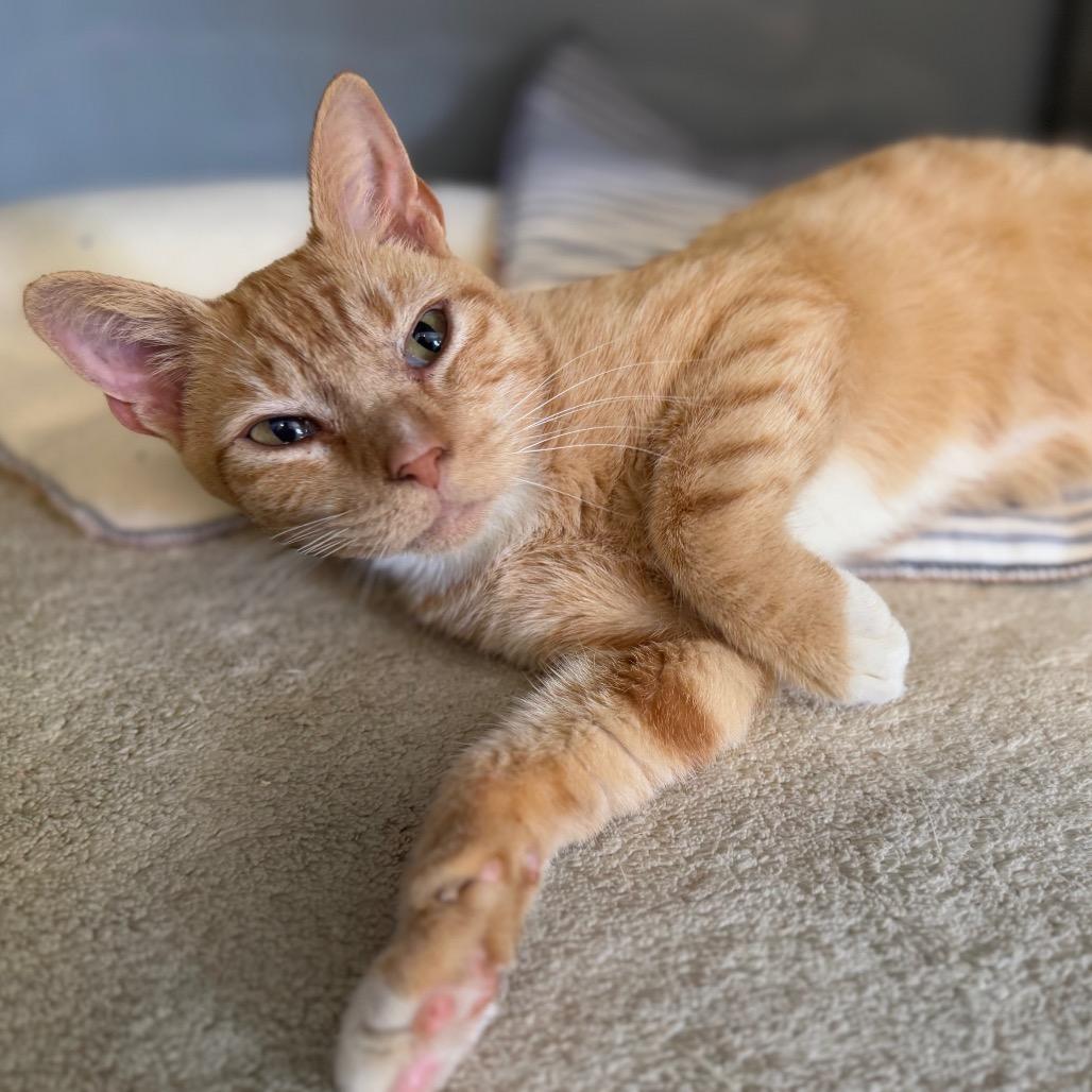 Enlarge Slushie, a Adoptable Domestic Short Hair in Ridgely, MD image 5/6