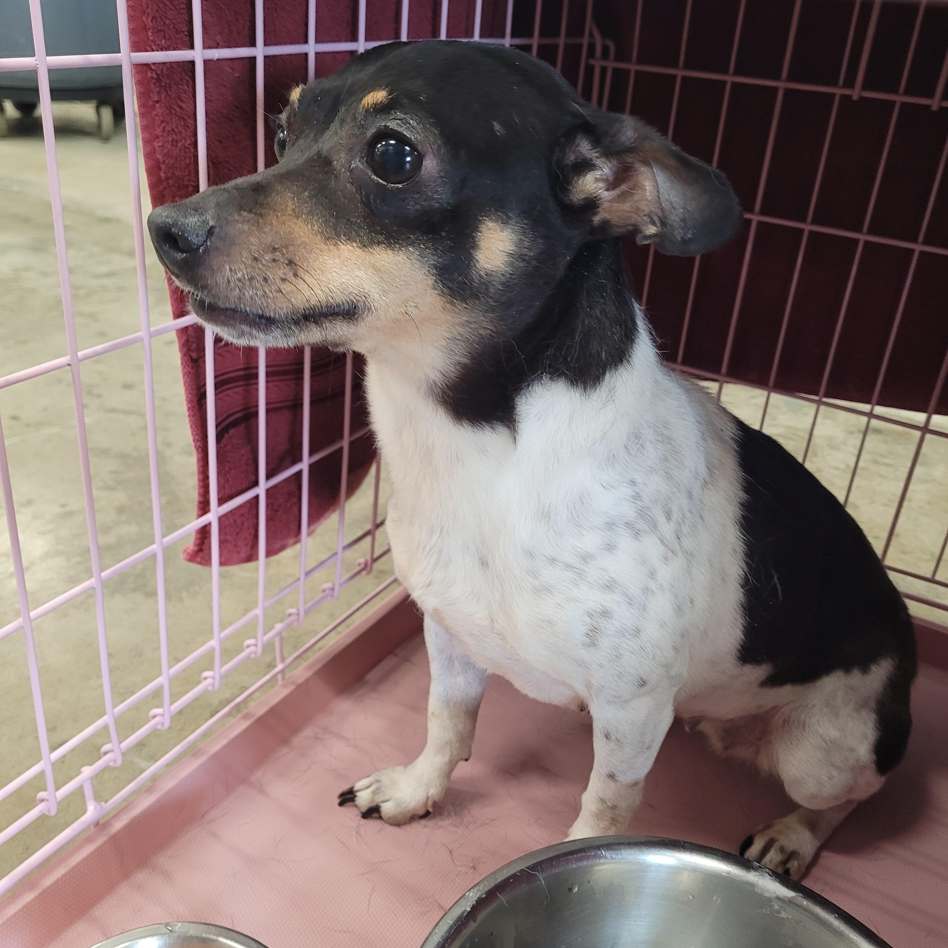 Enlarge Izzy, a ADOPTABLE mixed breed in Urbana, IL image 1/1