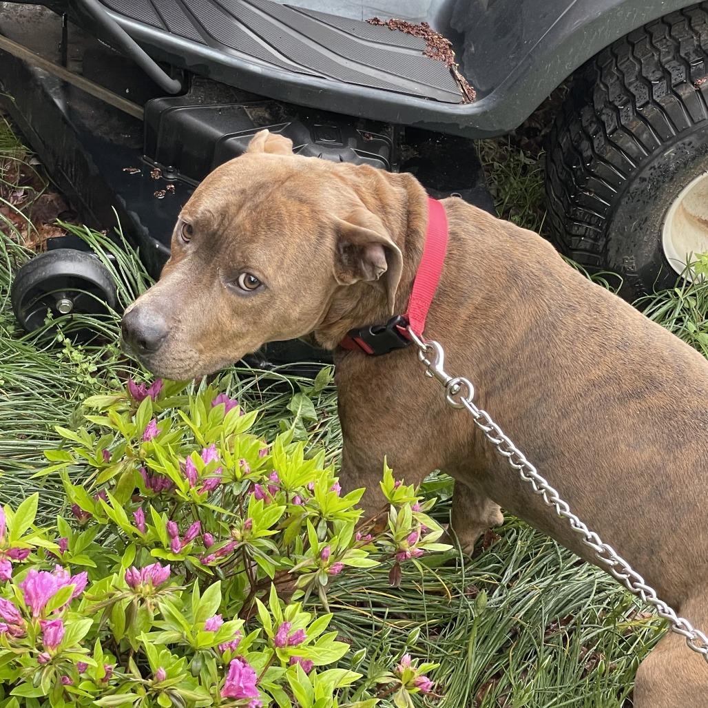 Bolo — thumbnail 2