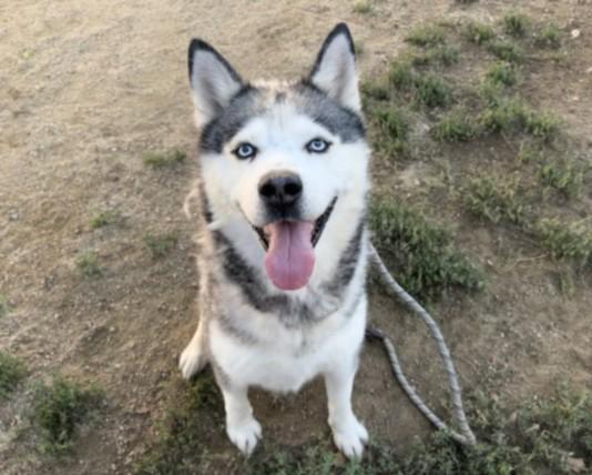 Enlarge SIMBA, a Adoptable Husky in Los Angeles, CA image 1/1