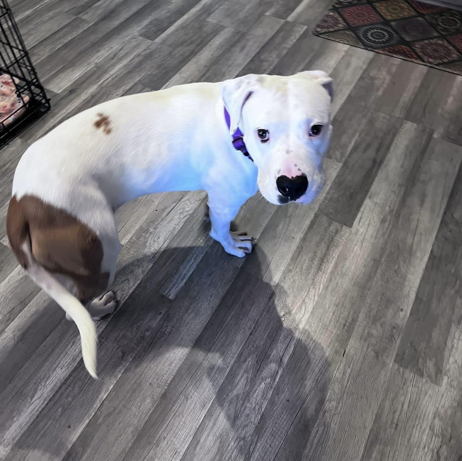 Enlarge Pearl, a Adoptable mixed breed in Milwaukee, WI image 4/6