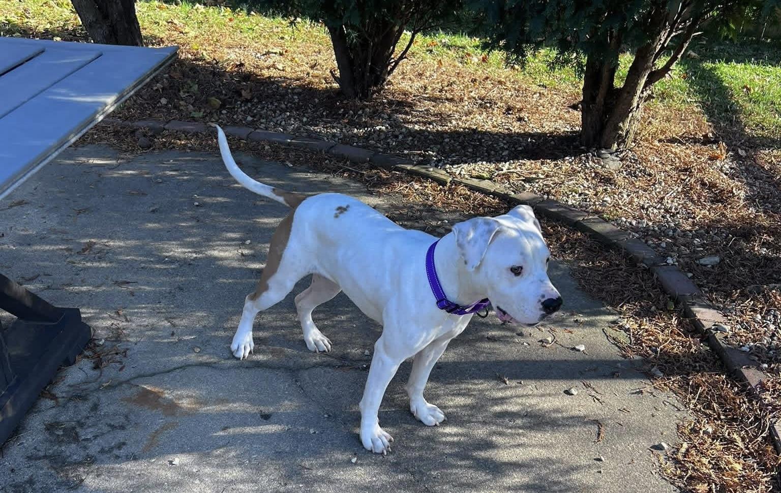 Enlarge Pearl, a Adoptable mixed breed in Milwaukee, WI image 6/6