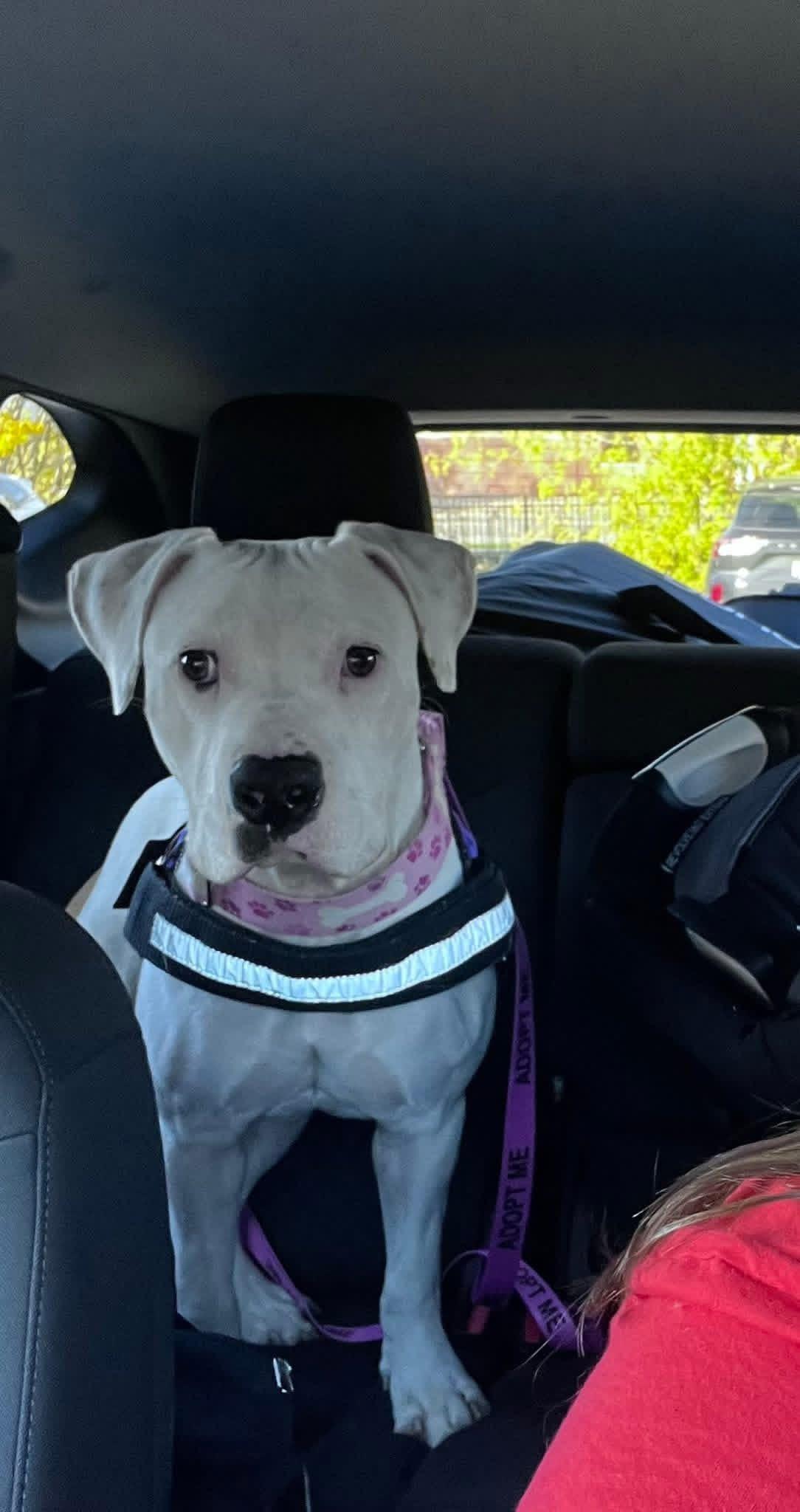 Enlarge Pearl, a Adoptable mixed breed in Milwaukee, WI image 2/6