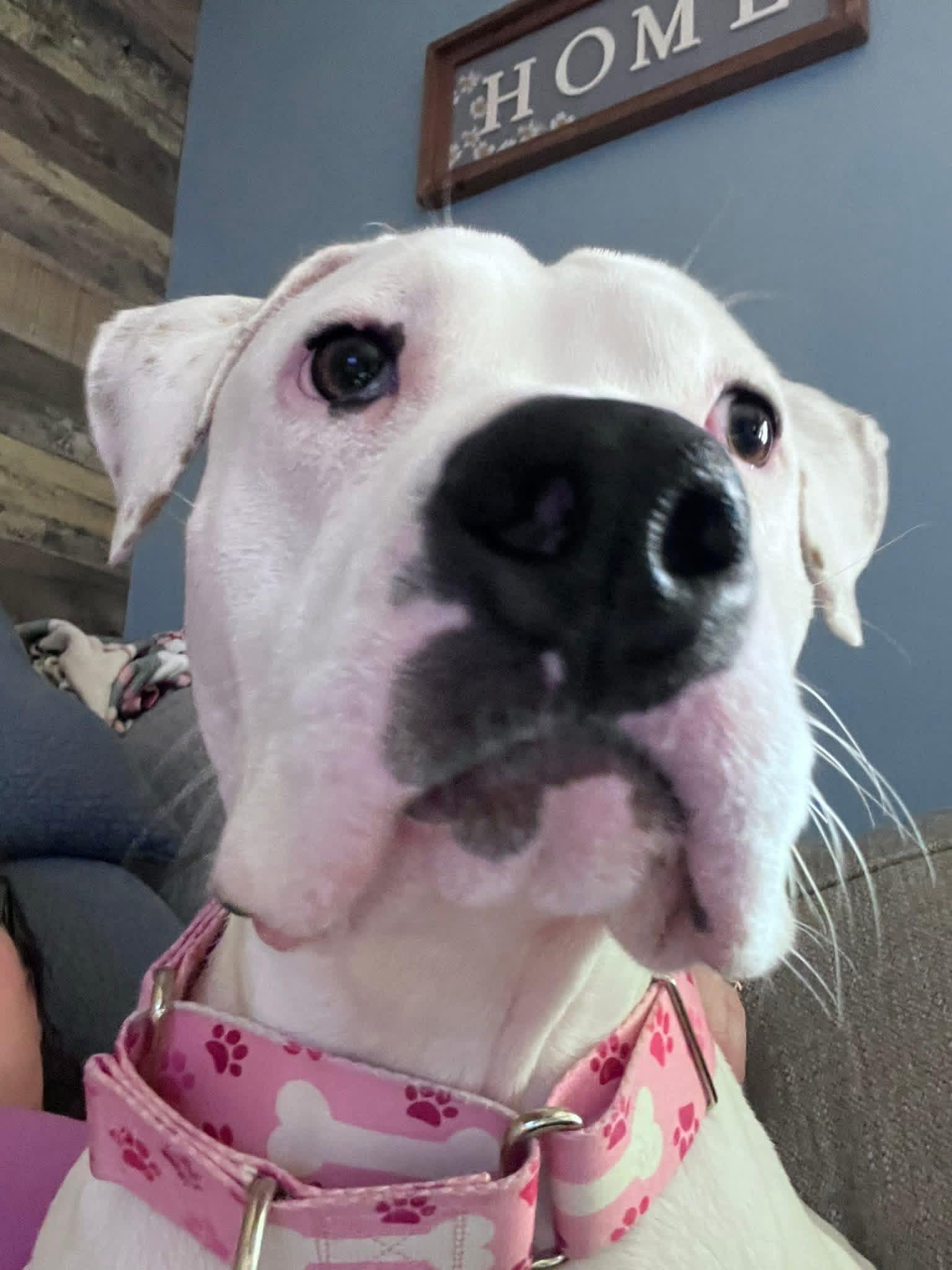 Enlarge Pearl, a Adoptable mixed breed in Milwaukee, WI image 5/6