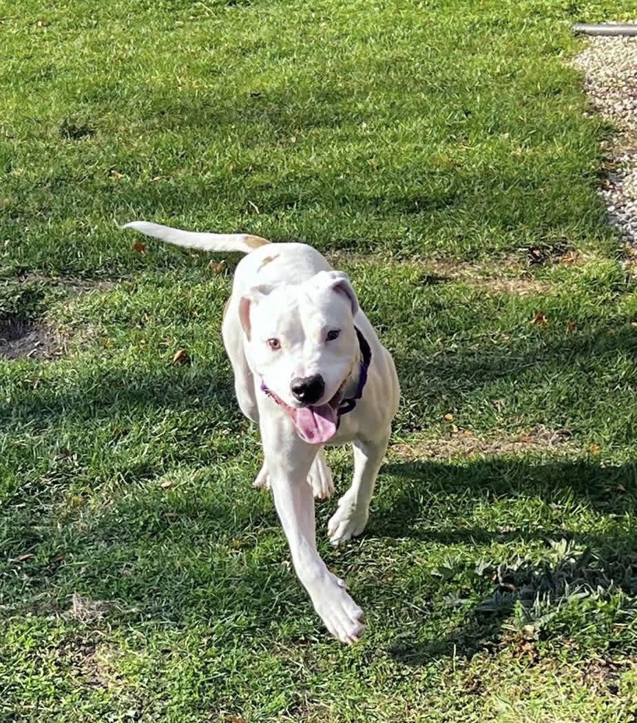 Enlarge Pearl, a Adoptable mixed breed in Milwaukee, WI image 3/6