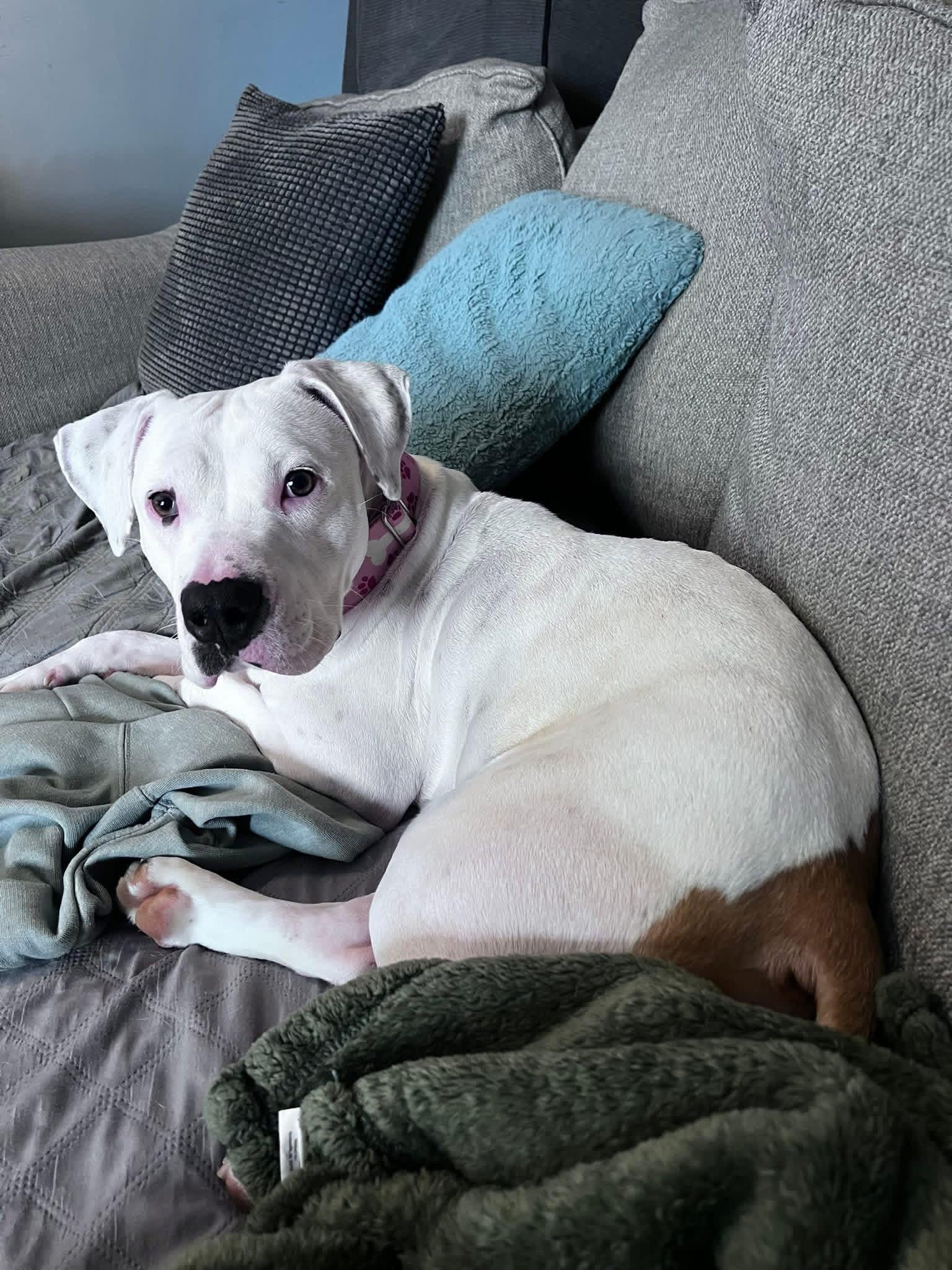 Enlarge Pearl, a Adoptable mixed breed in Milwaukee, WI image 1/6